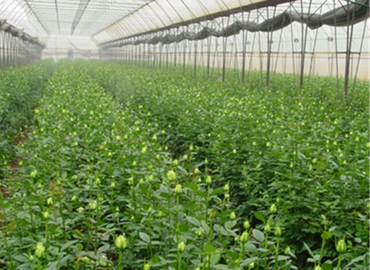 large size high tunnel agricultural greenhouse large size high tunnel agricultural greenhouse