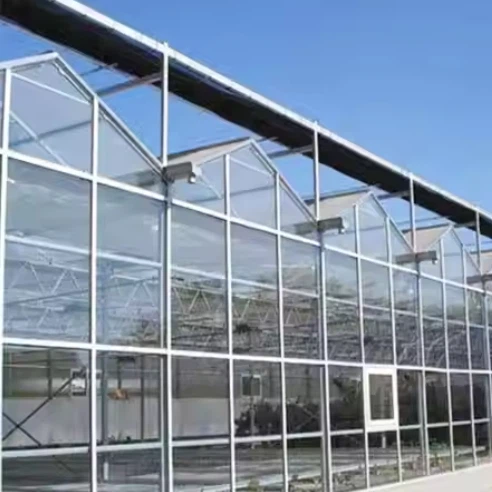 Venlo Type Greenhouse